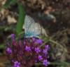 Polyommatus icarus